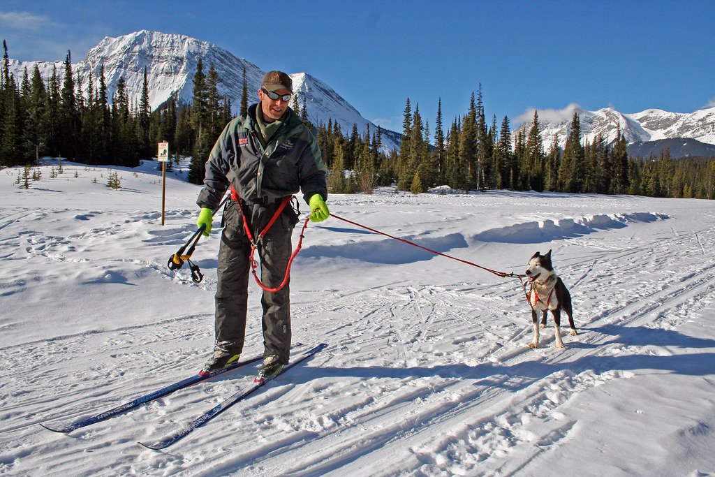 On the Trail:‌ Safety Measures and Communication Skills for Skijoring