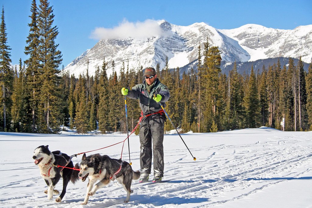 Building a Strong Foundation: Basic Training Techniques for Skijoring