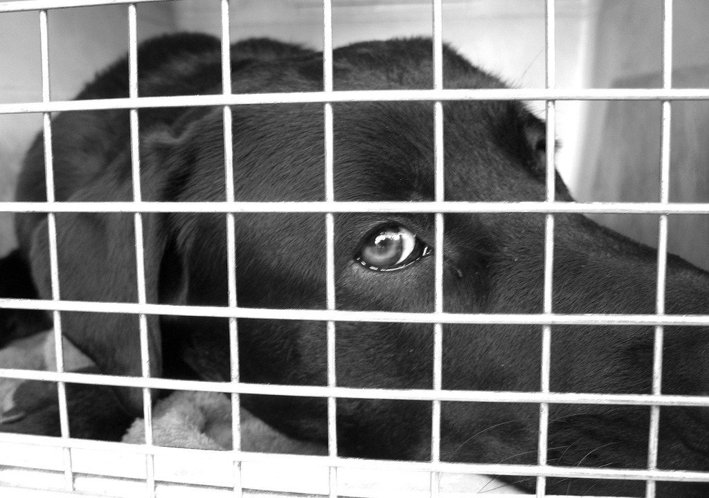 The Importance of Crate Training for Your Dog's Well-being