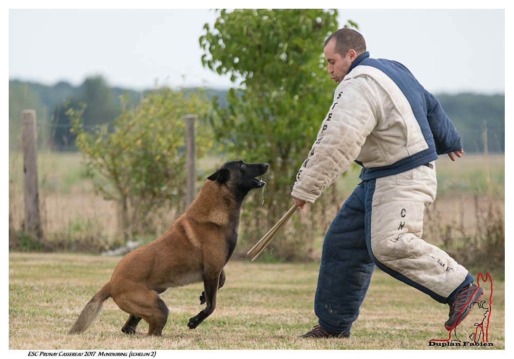 Mastering Mondioring: Unleashing the Canine Athlete