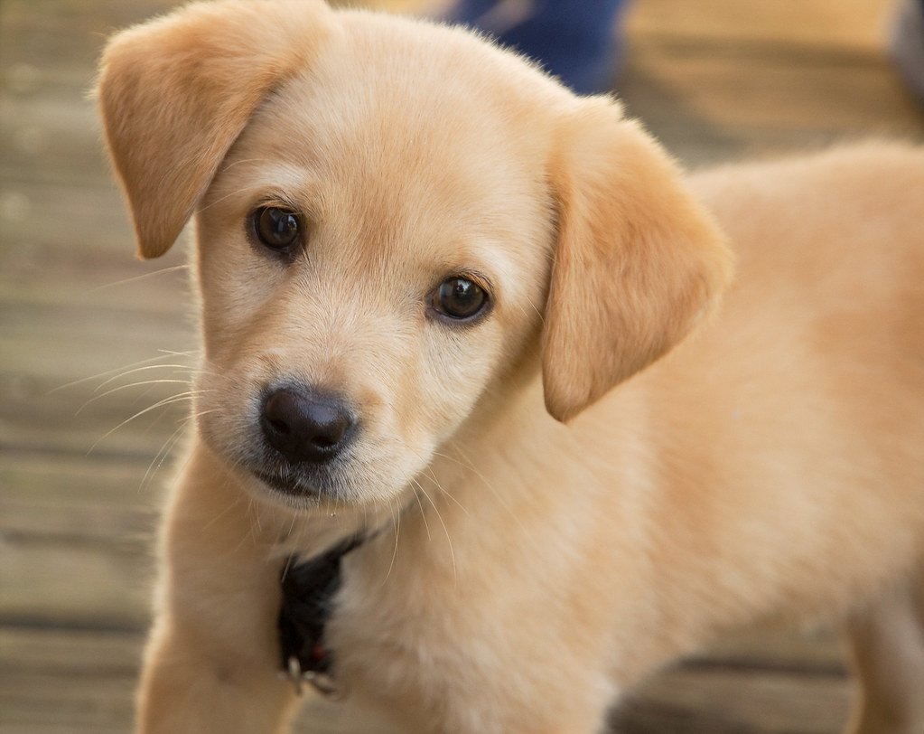 Spring Training: Socializing Your Puppy Outdoors