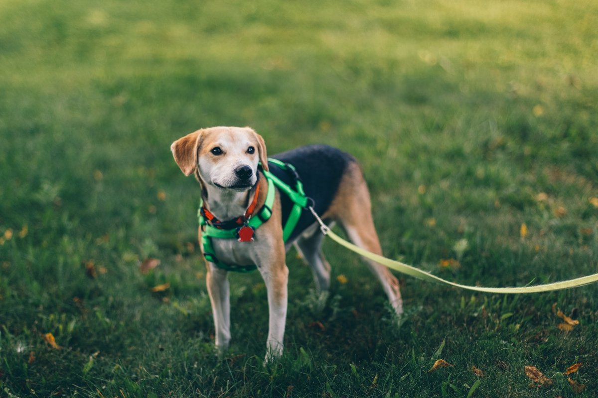 How to Train a Dog to Come When Called: An FAQ Guide