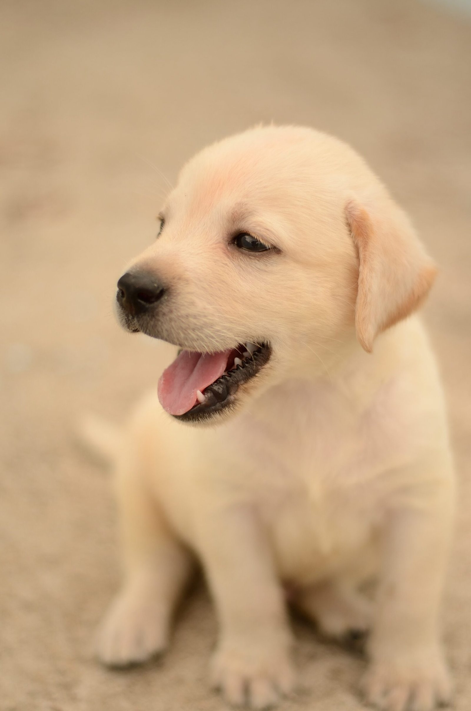 Puppy Training for Fear of Vets: Making Visits Less Scary