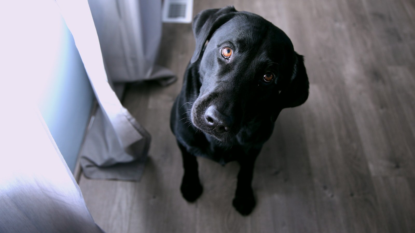 The Best Dog Training Cameras for Monitoring Progress