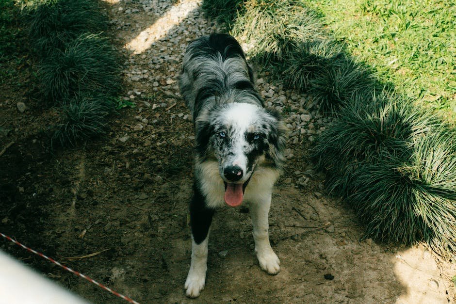 The Best Dog Training DVDs for Old School Learners
