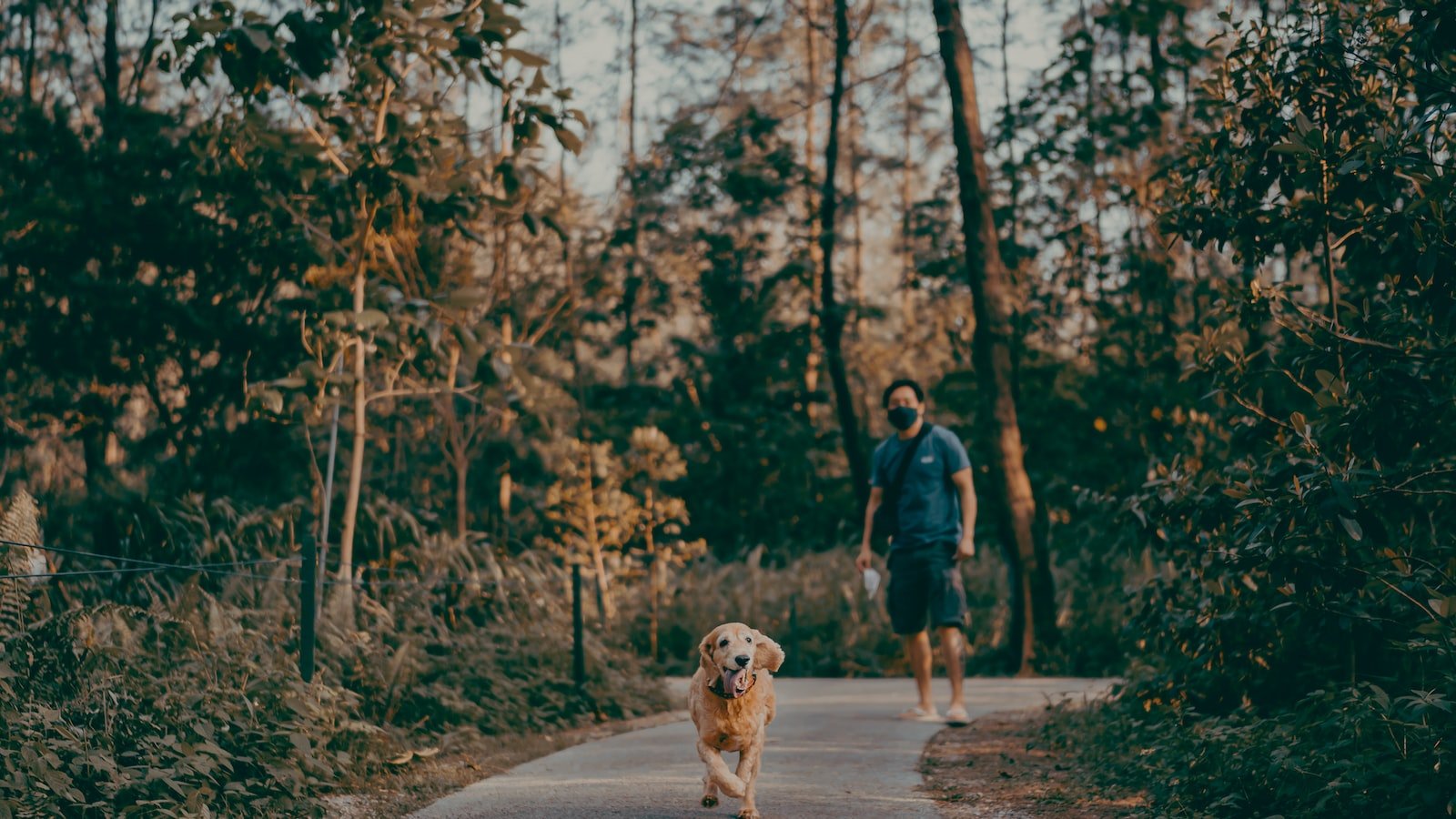 The “Hurry Up” Command: Quick Walks for Busy Dog Owners