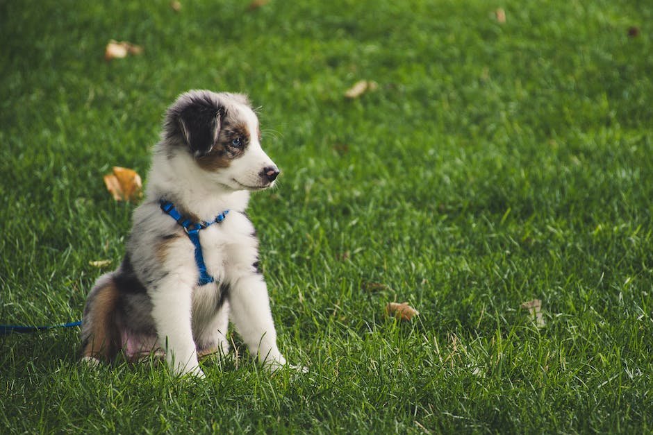 Understanding the Natural Behavioral Patterns of Puppies