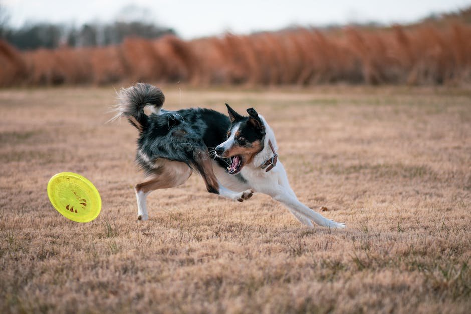 Getting Started: Choosing the⁢ Right Dog⁤ Agility Course