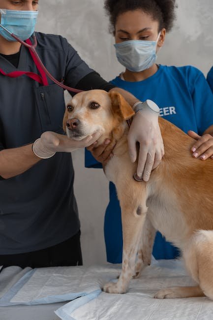Gradual Exposure and Desensitization: Step-by-Step Approach ‍to Reducing Fear in Vet Visits