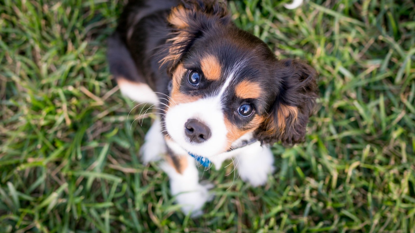 Important Considerations for Puppies in High-Risk Areas