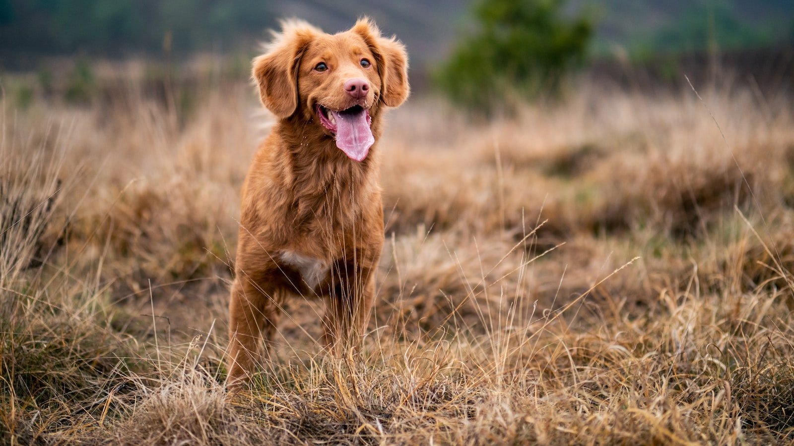 From ‍Likes to Licks: Building a Positive Online⁣ Community for Puppy Training Enthusiasts