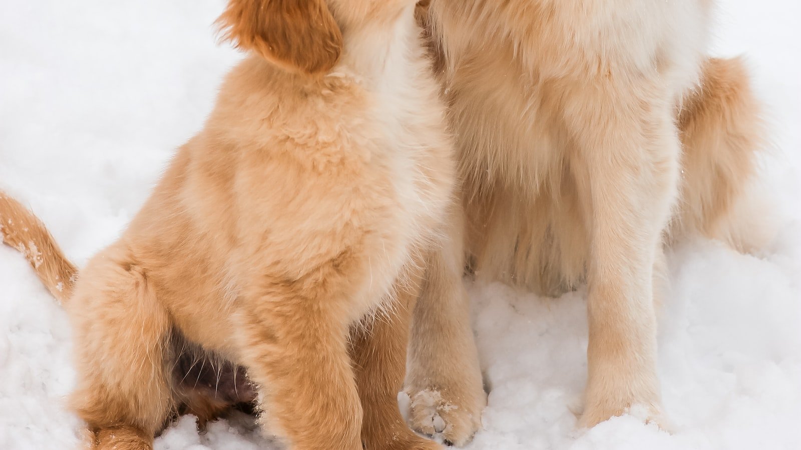 Understanding​ the ⁤Core⁤ Vaccines for ‌Puppies