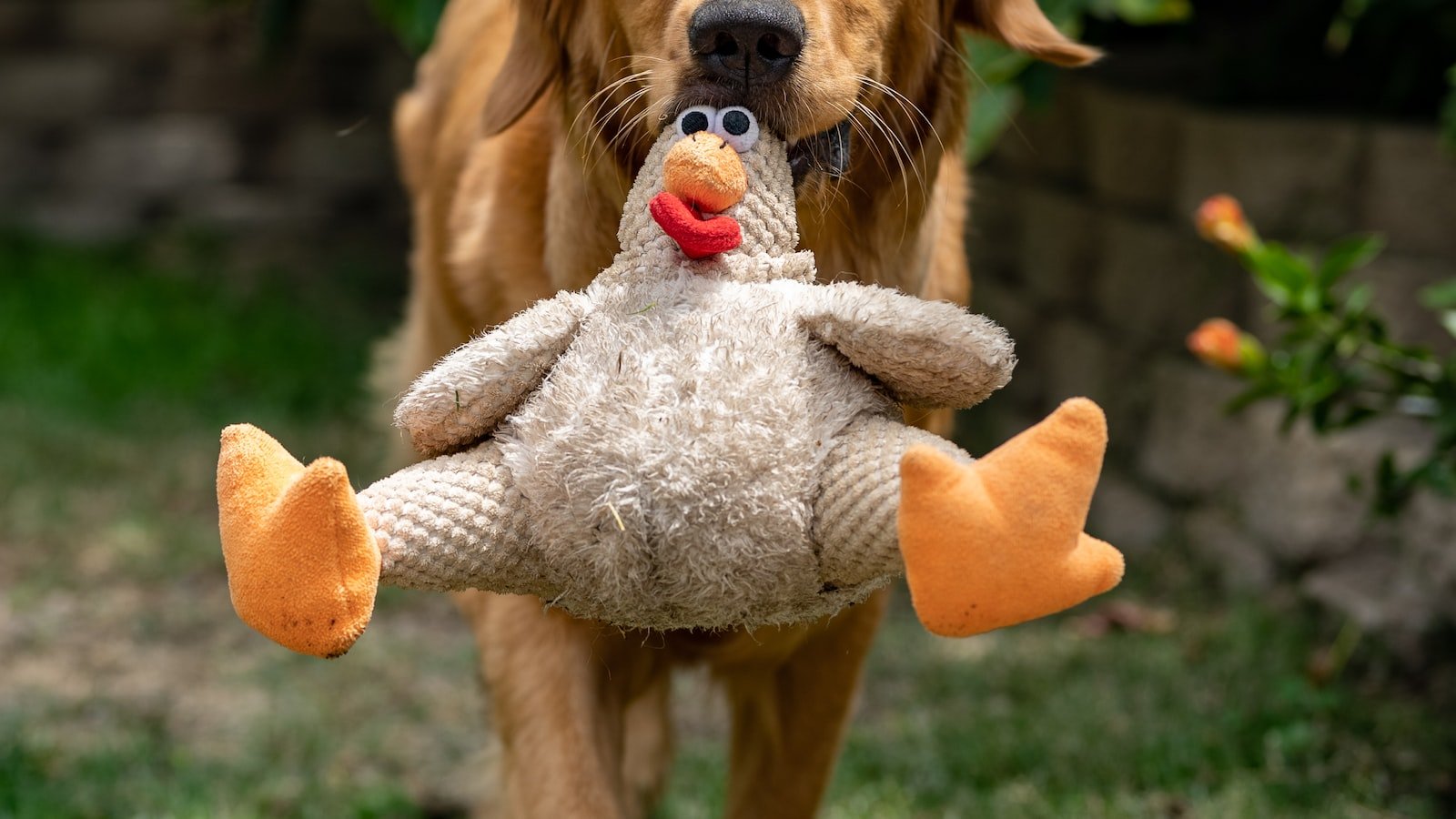 Building a Strong Bond​ with Your Puppy: Key ‍to Emotional ​Support Training