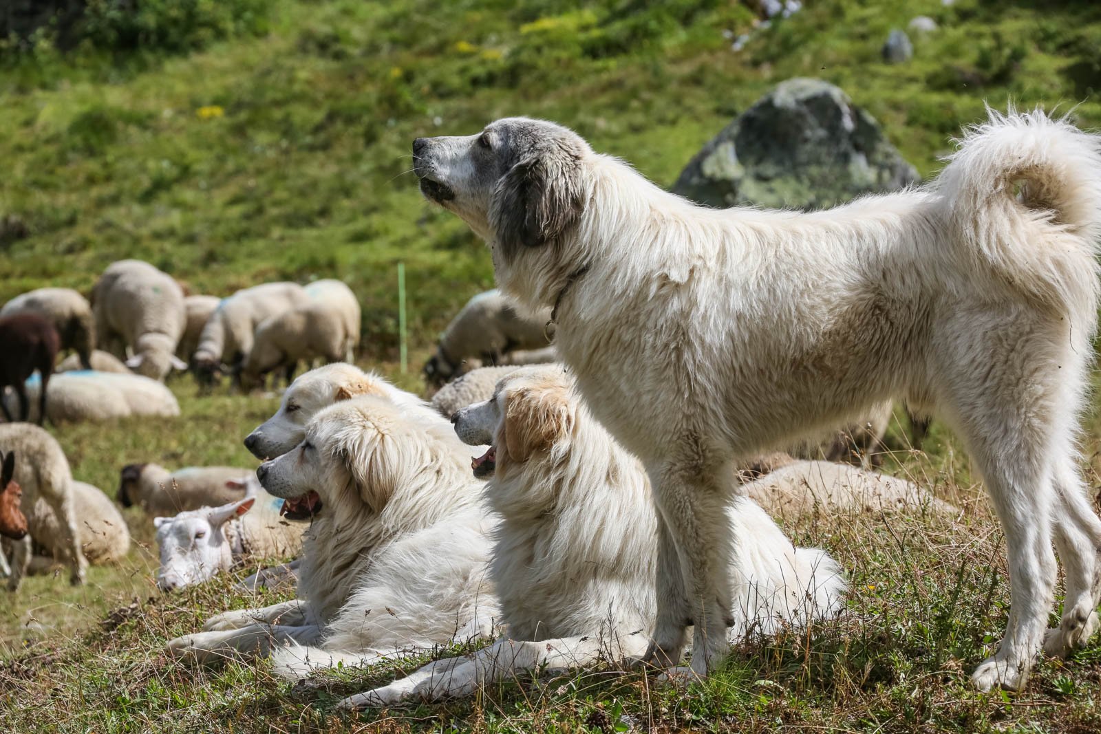 Targeting and ⁣Channeling the Instinct: Training Techniques for Herding Dogs