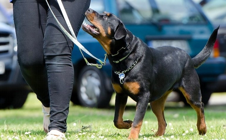 Heel Command: Dog Training Using Positive Reinforcement