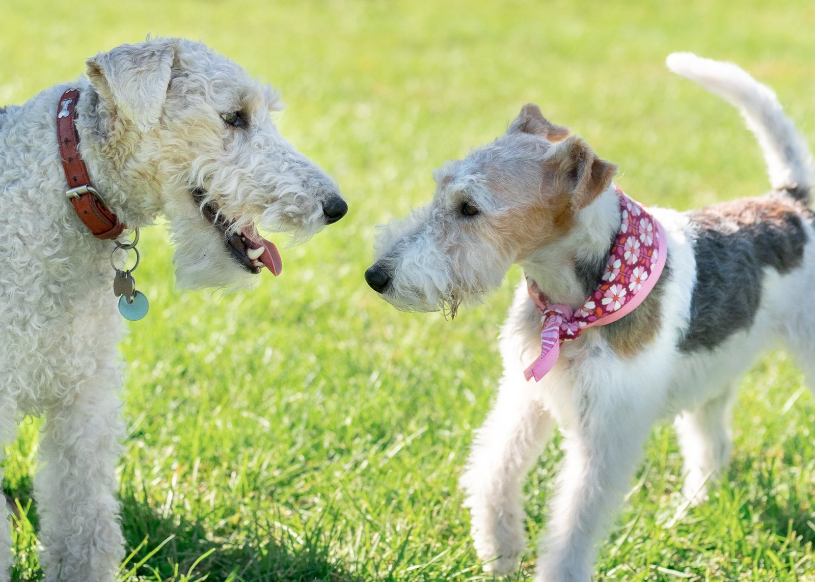 Dog Training for Earthdog Trials: A Guide for Terriers