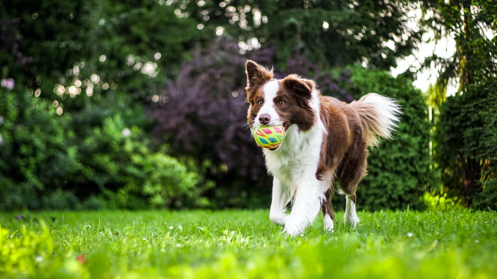 Dog Training for Multi-Step Tricks: The “Obstacle Course”