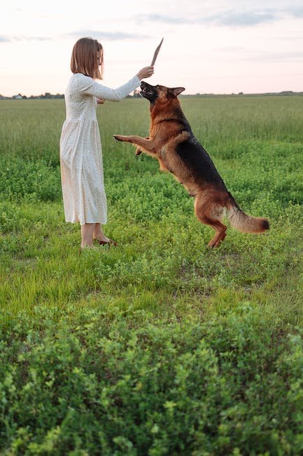 How to Use a Dog Training Fetch Stick for Retrieval