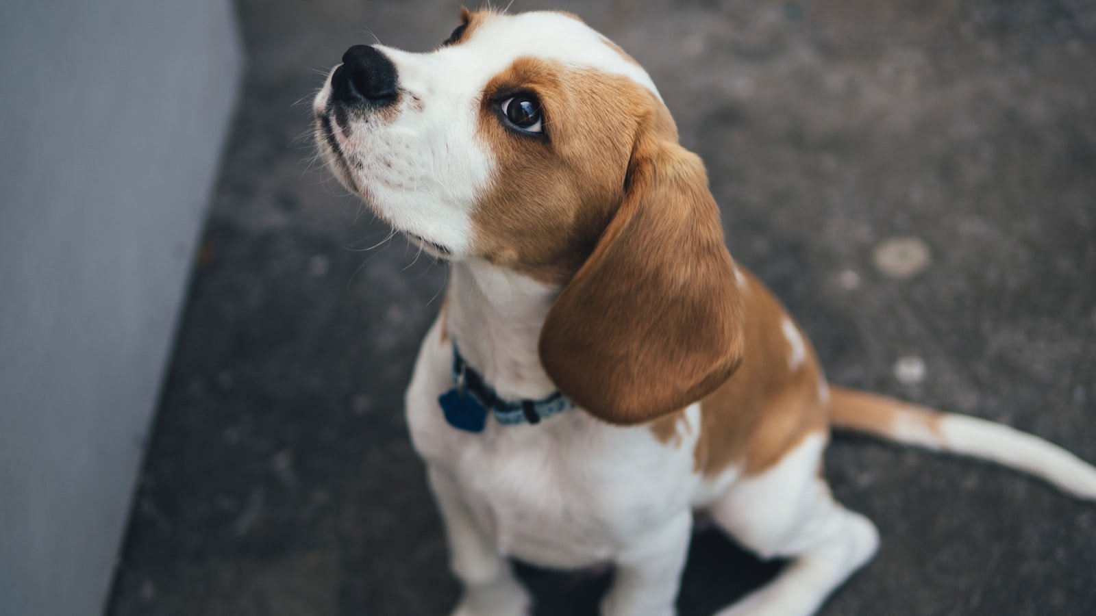 Puppy Obedience Classes: Are They Worth It?
