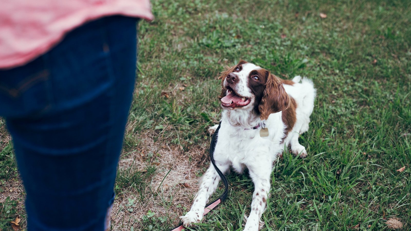 Sit and Stay Commands: Dog Training with Positive Reinforcement