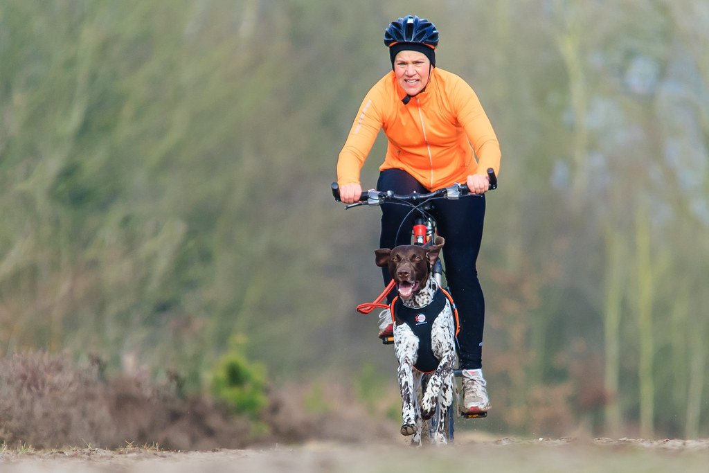 Building⁣ a Strong Foundation: Training Your Dog for Bikejoring