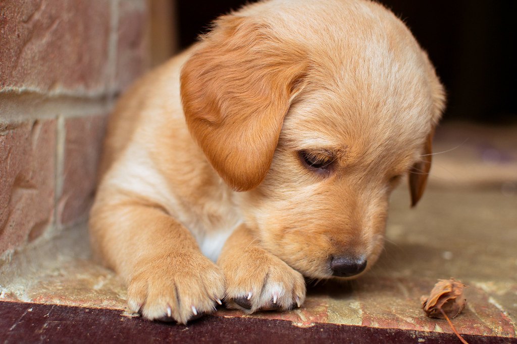 Discovering the‍ Root Causes of Your⁤ Puppy's Fear of ⁣Water