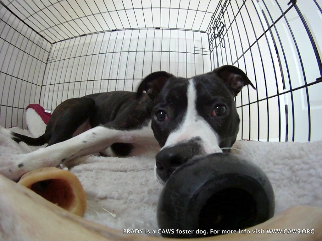 Crate Training:​ Teaching your Puppy to Love their Comfy Space