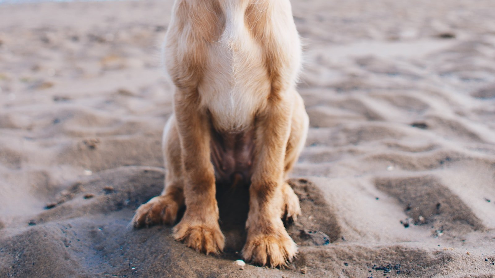 How to Stop Your Dog from Humping: Addressing the Awkward