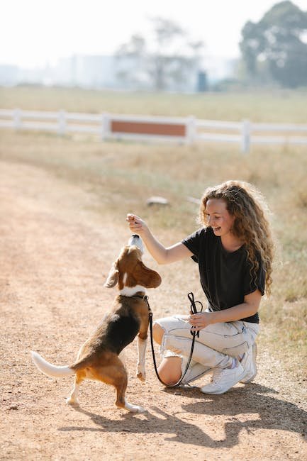 Trick Training Your Dog with Positive Reinforcement