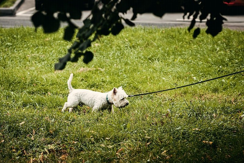 How to Use a Dog Training Scat Mat for Boundary Setting