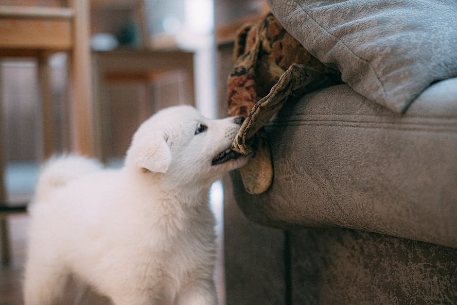 How to Stop Puppy Biting: A Comprehensive Guide