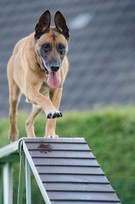 Dog Training for Carting: Pulling Their Weight