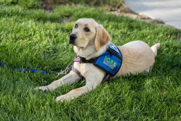 The Role of Obedience in Service Dog Training