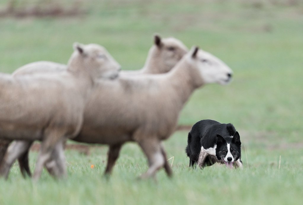 Dog Training for Sheepdog Trials: A Guide for Herders