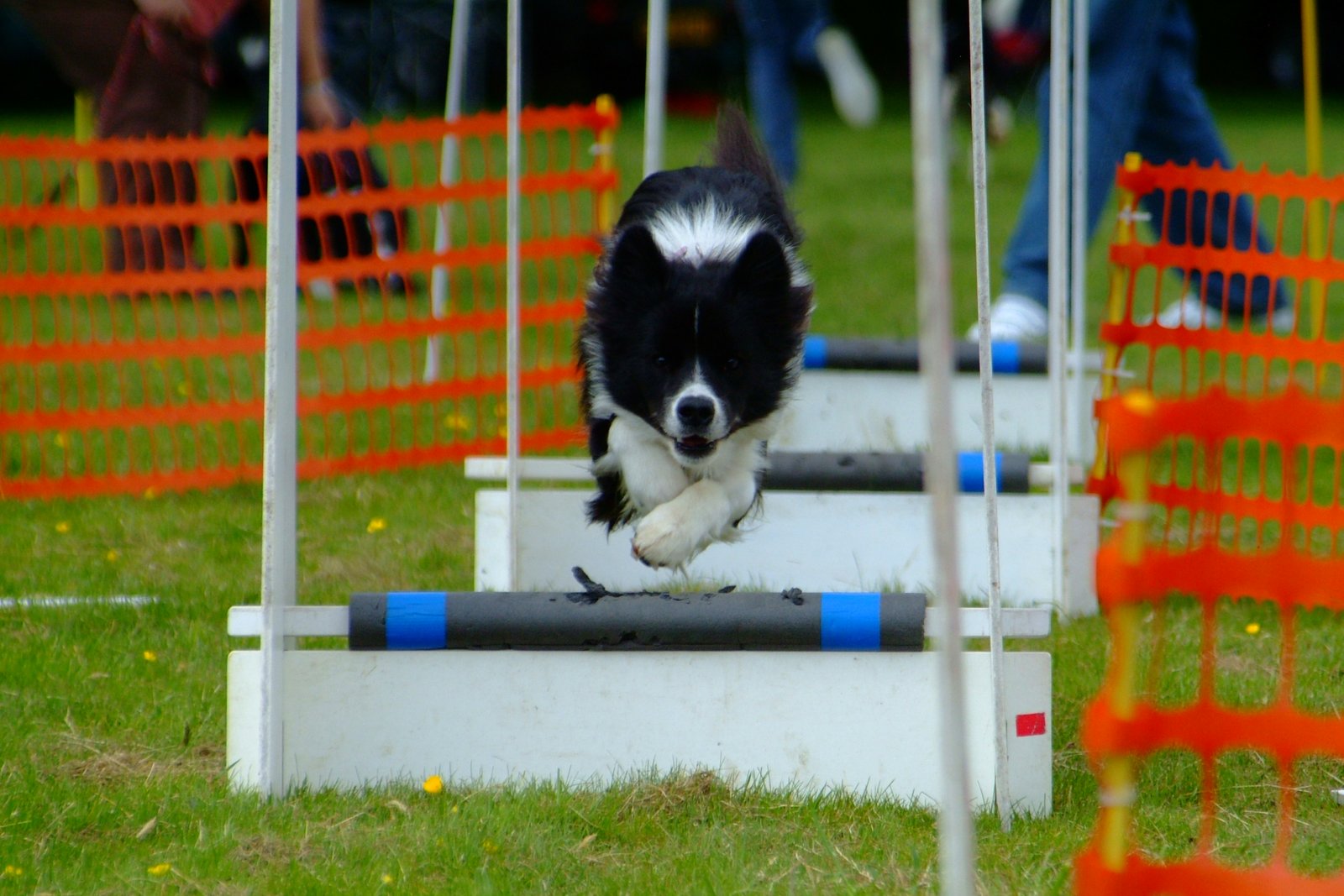 Setting the Foundation:⁤ Essential Training Techniques for Flyball Dogs