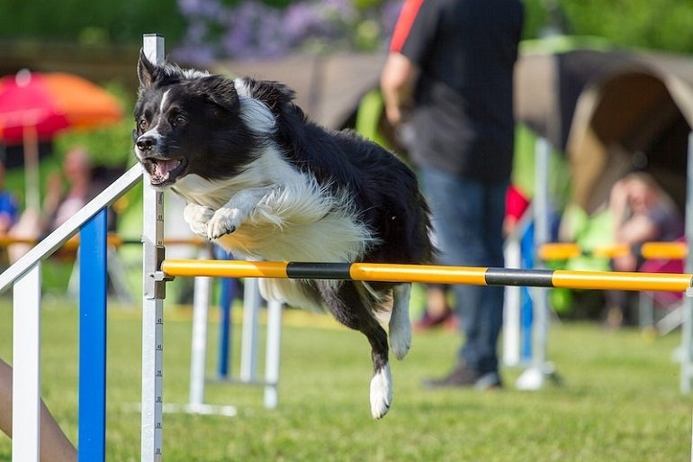 The Basics of Dog Training for Canine Freestyle: Building a Strong Foundation