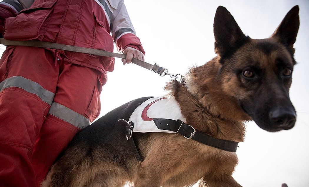 Understanding the Key Features ⁣of ‍a Dog Training Vest:⁢ Tools ⁤and Accessories for Successful ⁣Training