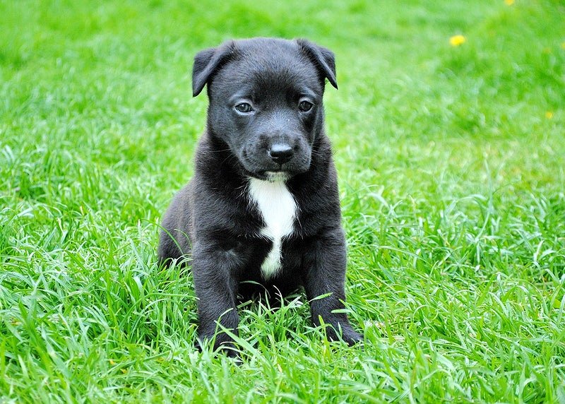 Understanding⁢ the Root Causes of Fear and Anxiety in Puppies