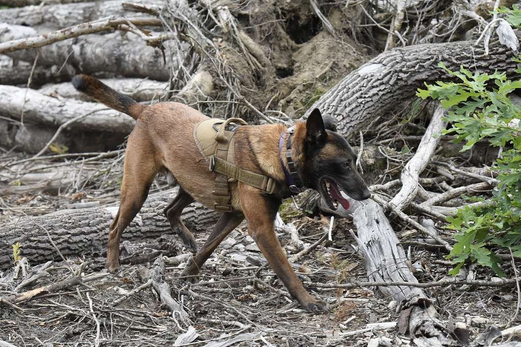 Understanding⁢ the Emotional Challenges Faced by Cadaver Search Dogs
