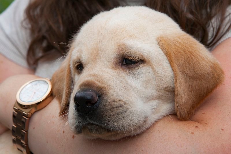 The Importance of Early Puppy Training