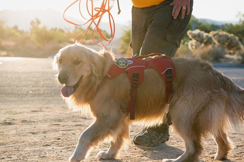 Training a Dog for Fire Rescue: Unlocking the Hero‌ Within