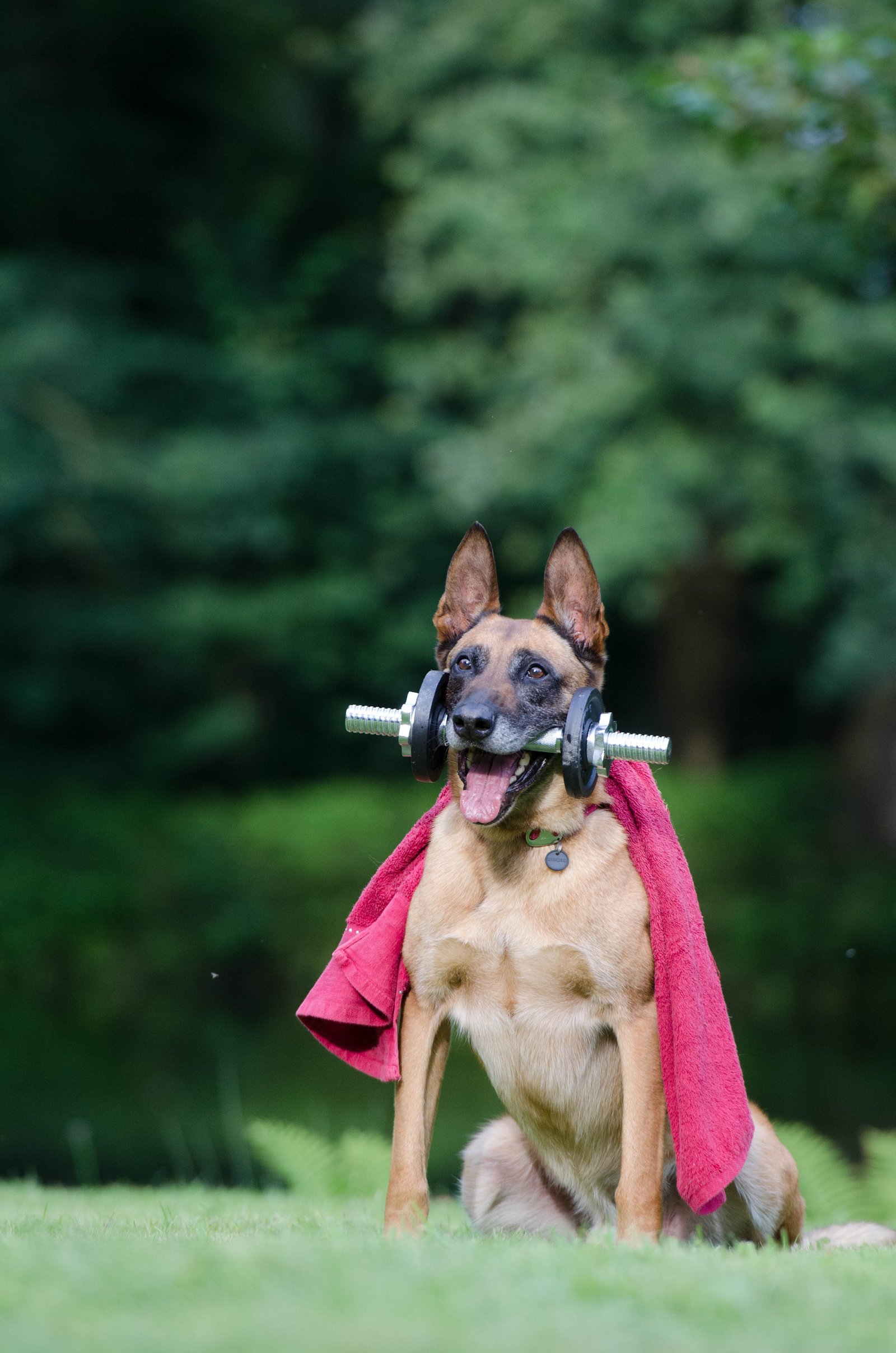 Choosing Suitable Tricks for‌ Your Dog's ‌Skill Set