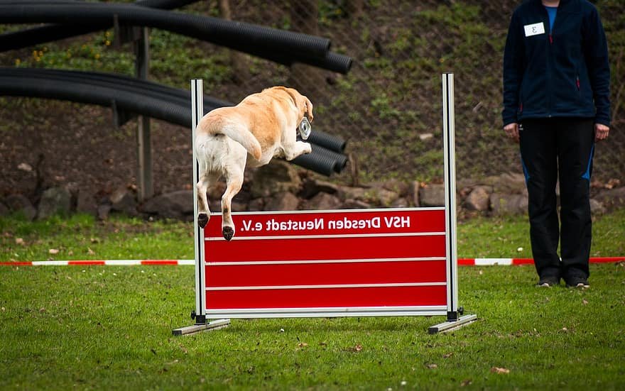 Mastering the Basics: Essential Commands for Stunt Dog Training