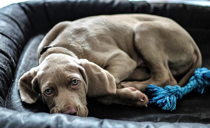 Understanding⁣ Noise Phobias in‍ Dogs: Unveiling‍ the Causes and Effects