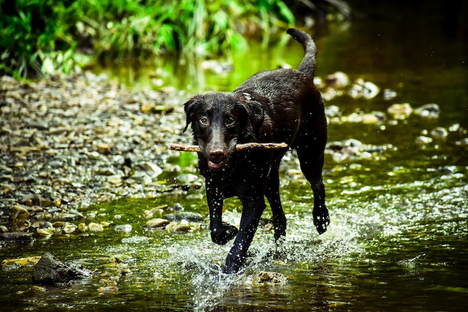 Key Features to Look for in a Dog Training Fetch Stick