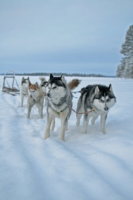 Heading ⁣1: Embracing ⁢the Art of Mushing: ⁤Unleashing the Power of Dog Training in Winter