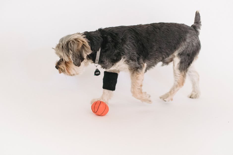 Socialization ​Through Play: Key Elements for a Healthy Puppy