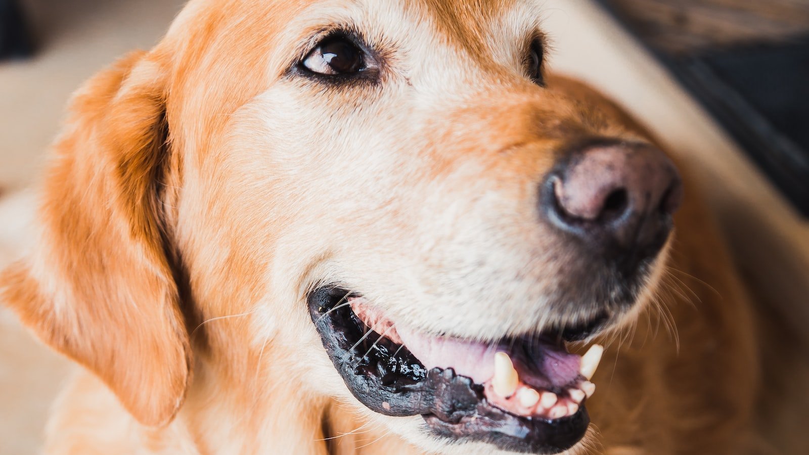 Unveiling‍ the‌ Impact⁣ of Vitamins on Canine Cognitive Function ​and Behavior