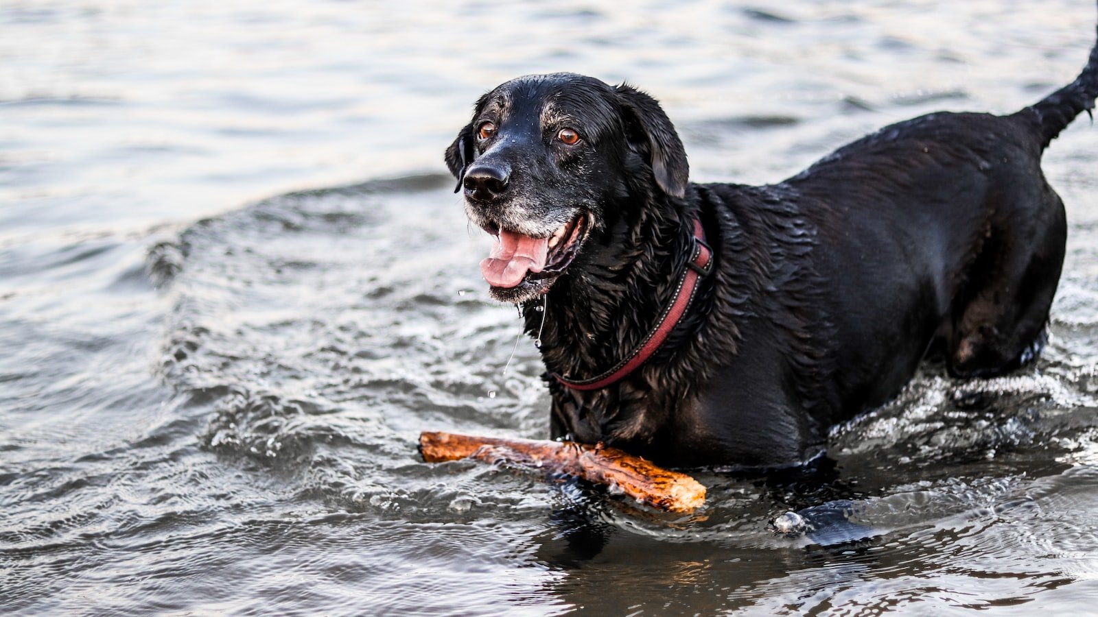 Fine-tuning Your ‍Canine Freestyle Skills: Perfecting Transitions and Timing