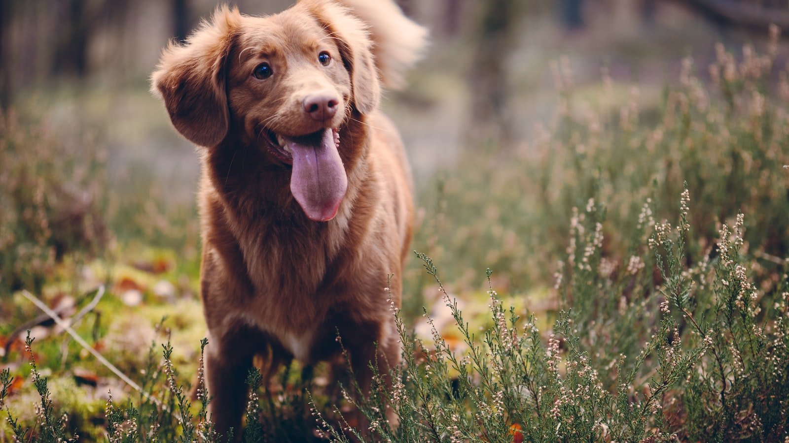 Evaluating Effective ⁣Dog Training ‍Supplements: Which Ingredients Actually⁢ Enhance‍ Learning?